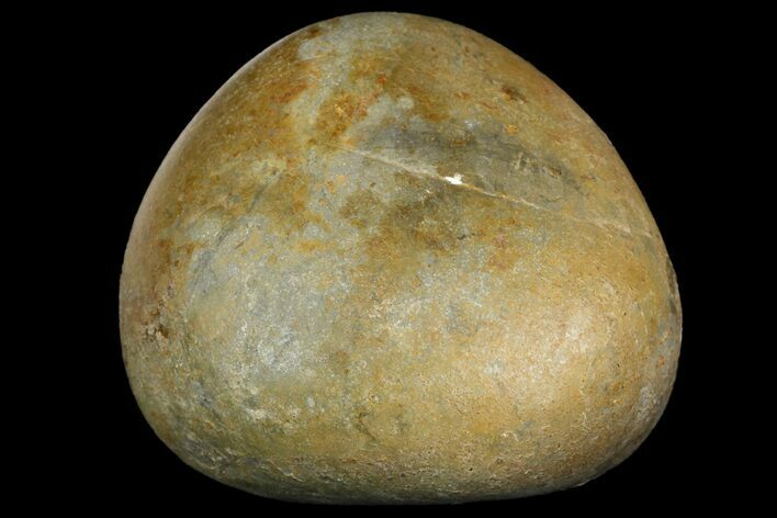 Fossil Plesiosaur (Elasmosaurus) Gastrolith - Montana #154878